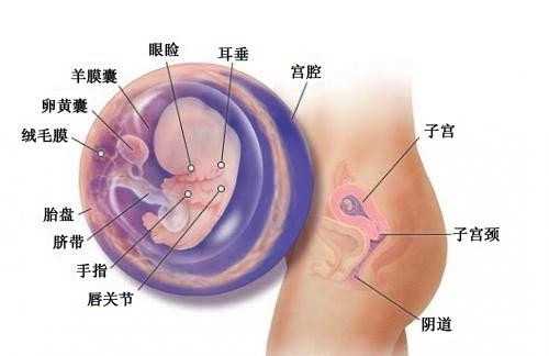 临沂供卵助孕_天津市仅1家医院开展三代试管婴儿